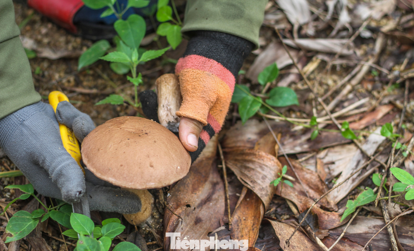 Theo người dân, nấm keo có vị đăng đắng nhưng hậu ngọt. Nấm được chế biến rất nhiều món ăn ngon như nấu dé đắng, hầm cari các loại, đổ bánh xèo hoặc xào chung với rau tập tàng,… (Ảnh: Trương Định)