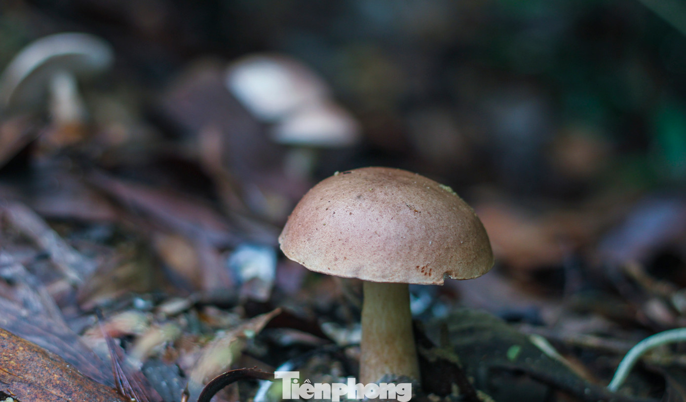 Khi thời tiết đang hanh khô bỗng chuyển mưa vài ngày, làm ẩm một vùng đất trồng keo chính là thời điểm thuận lợi để nấm sinh sôi. Dưới những lớp lá mục, phôi nấm từ từ xuyên lên thành những cây nấm. Mới đầu nhỏ bằng ngón tay út, rồi lớn dần sau vài ngày, đầu nấm to tròn như quả trứng gà và có màu tím nhạt. Nấm mọc lên sau vài ngày nếu không được hái thì cả cây sẽ héo rũ xuống, mục nát hòa tan vào đất để chờ đến mùa năm sau lại tiếp tục một chu kỳ mới. (Ảnh: Trương Định)