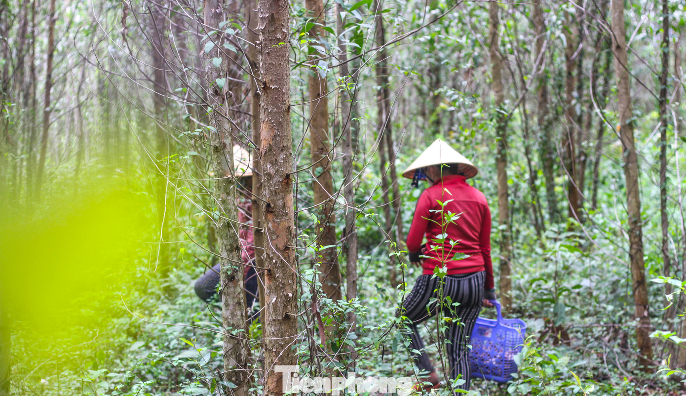 Thời điểm nấm keo mọc rộ và được giá, người dân cũng đổ xô đi nhổ từ lúc trời vừa sáng. (Ảnh: Trương Định)