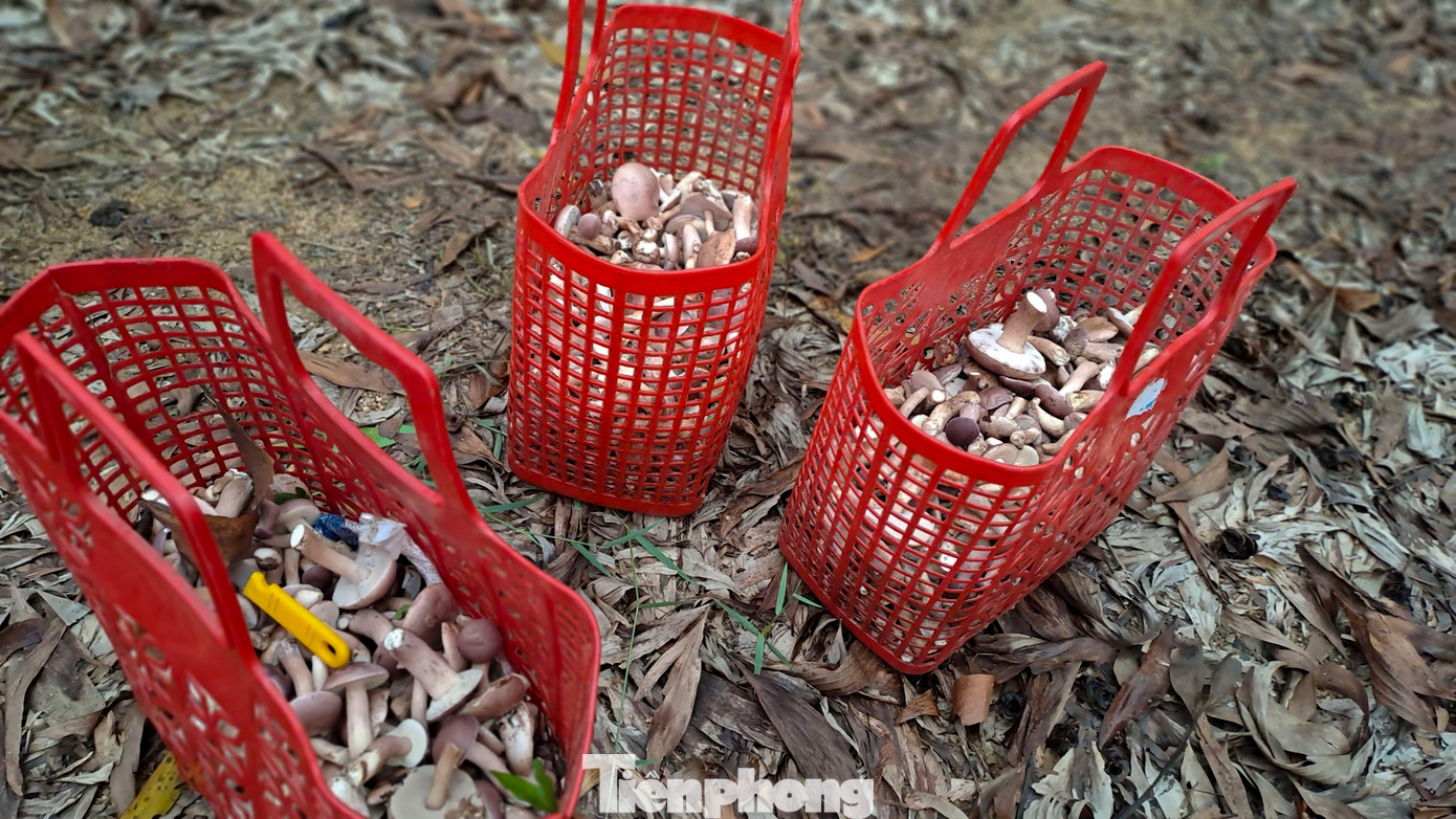 Thường nếu 'trúng nấm' thì một ngày người dân cũng hái được khoảng 20 – 30kg. Nấm sau khi hái được bán trực tiếp cho thương lái với giá từ 20 – 25 ngàn đồng/kg, thời điểm đầu vụ; hoặc đem về làm sạch đất cát, rửa sạch, luộc sơ qua nước nóng cho vào bì nilong bỏ vào tủ lạnh để dành ăn hoặc đem bán với giá từ 30 – 40 ngàn đồng/kg. (Ảnh: Trương Định)