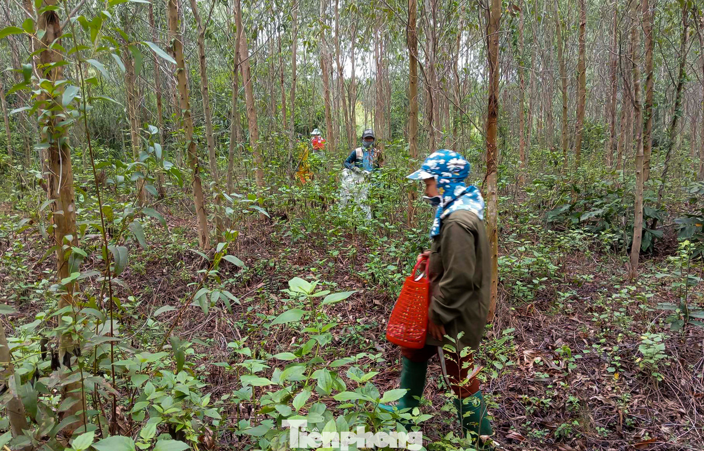 Người dân dạo trong các rẫy keo để tìm nấm. (Ảnh: Trương Định)