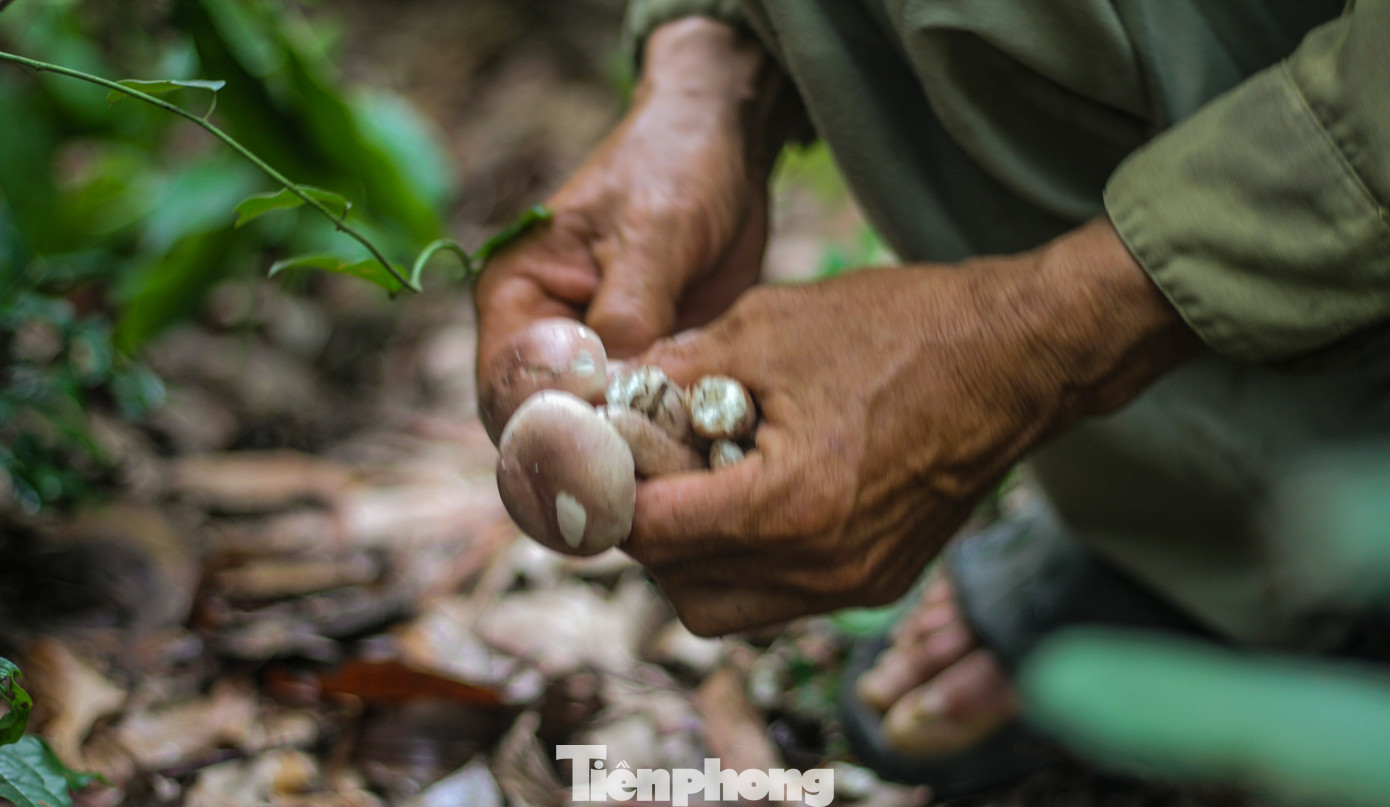 Sở dĩ gọi là nấm keo vì loại nấm này thường mọc trong các rẫy keo được trồng từ 2 đến 3 năm tuổi, trên các khu đất gò, đồi hoặc ven sông suối. (Ảnh: Trương Định)