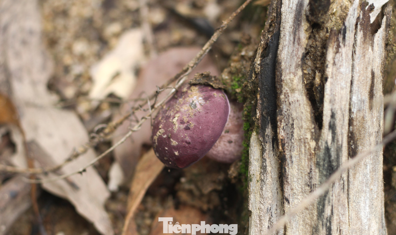 Nấm keo có hình dáng như chiếc ô, phần trên đầu có màu tím nhạt, còn mặt dưới thì có màu hồng nhạt. (Ảnh: Trương Định)