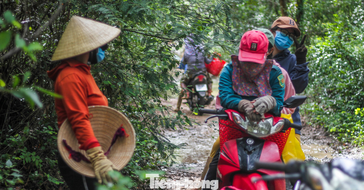 Không chỉ riêng huyện Phù Cát, loại nấm này cũng mọc nhiều tại một số xã ở huyện Tây Sơn, Phù Mỹ. Trong ảnh, người dân tập trung đi hái nấm. (Ảnh: Trương Định)