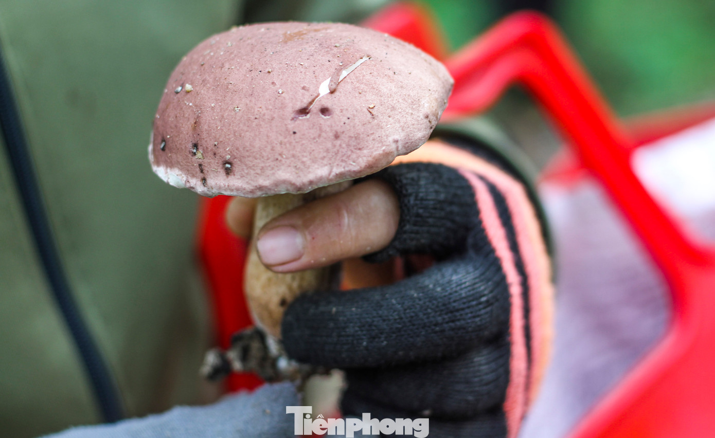 Cũng theo người đi nhổ nấm, để tìm được nấm rất kỳ công, cực nhọc. Khi vào sâu trong các khu rừng tìm nấm thì phải đeo bao tay, mang ủng chủ yếu để phòng muỗi đốt, rắn, rết cắn. (Ảnh: Trương Định)