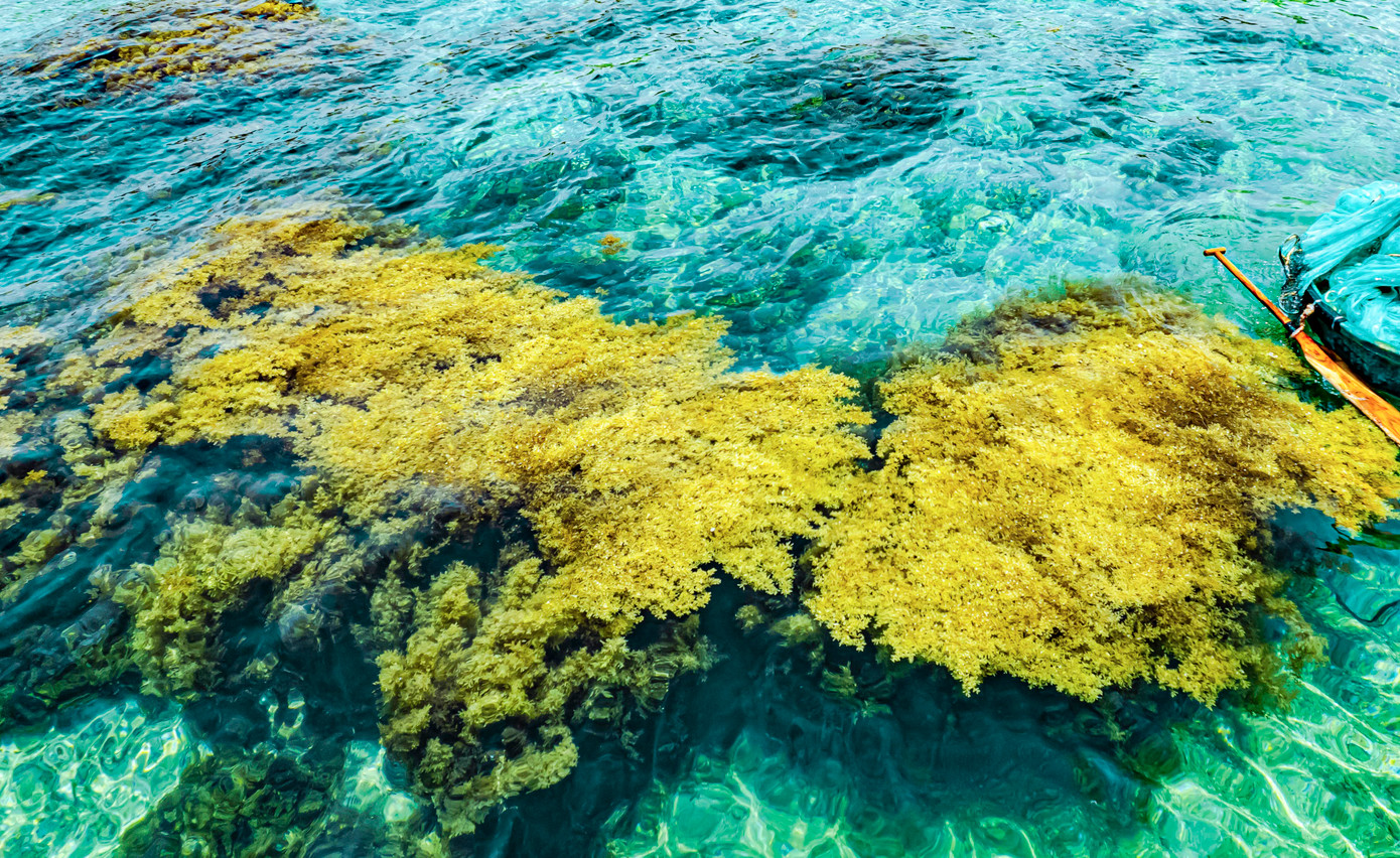 Với địa hình có nhiều đảo nhỏ, các bãi đá ngầm, bãi rạn san hô, và thảm thực vật ngầm… vùng biển xã Nhơn Hải là nơi có môi trường thuận lợi cho các loài sinh vật biển phát triển, trong đó có các loại thủy sản giá trị kinh tế cao như tôm hùm, cá mú, cá hồng, cá cơm, cá nục, mực, các loài ốc biển… tạo điều kiện để người dân phát triển các ngành nghề, khai thác đánh bắt và nuôi trồng thủy sản.