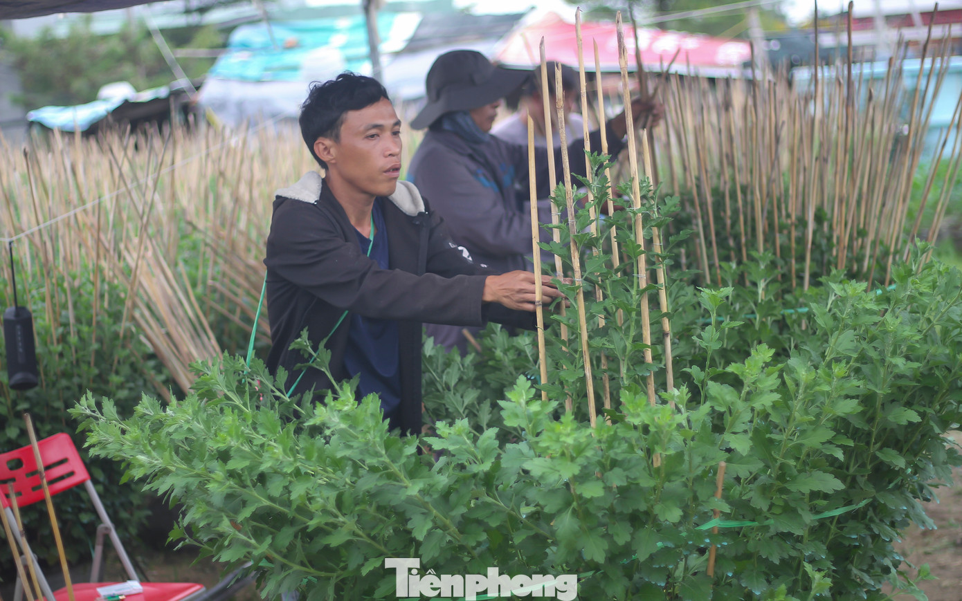 Ghi nhận của PV Tiền Phong tại làng hoa cúc ngay bên cầu Hà Thanh thuộc phường Đống Đa (TP. Quy Nhơn, Bình Định) các chủ vườn đang tất bật chăm sóc. (Ảnh: Trương Định)