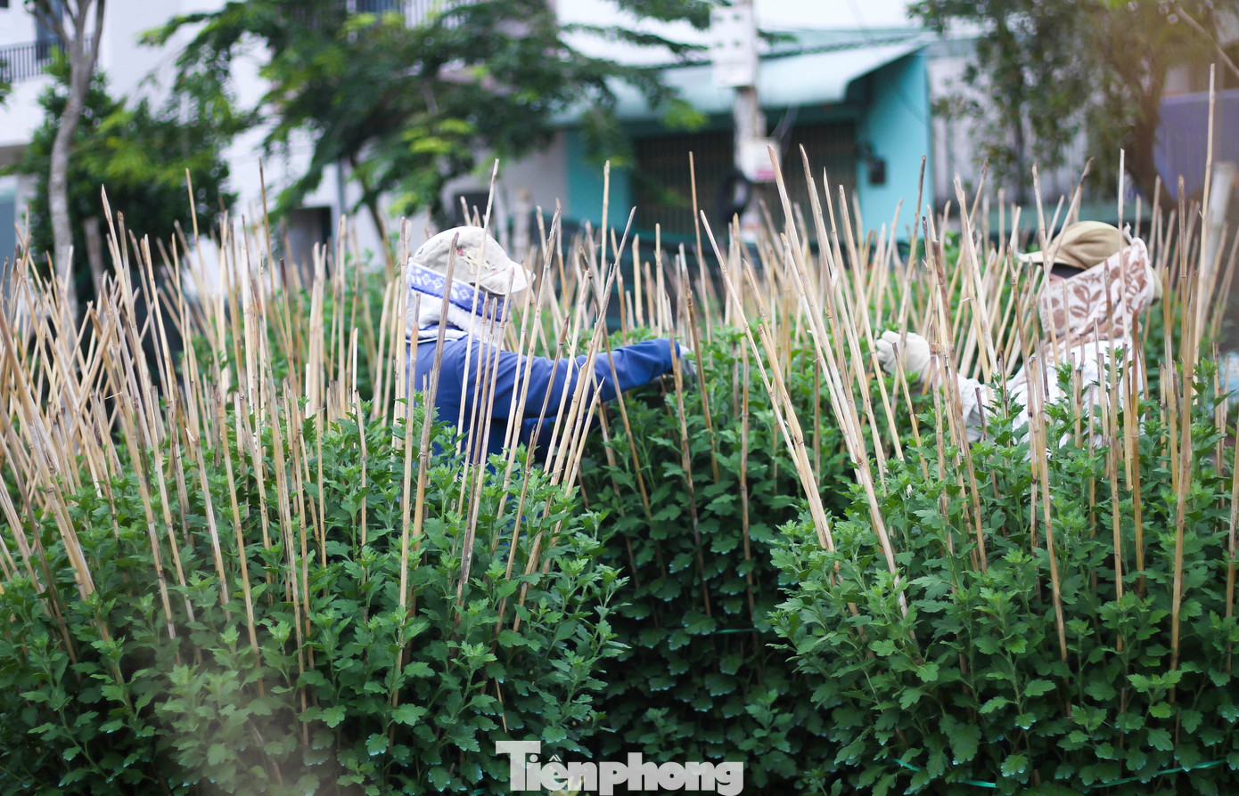 Theo nhà vườn, năm ngoái thời tiết lạnh kèm mưa nên hoa nở không đều, giá bán ra thị trường khá thấp. Năm nay thời tiết thuận lợi hơn, nụ ra đều nên cũng hi vọng hoa năm nay sẽ có giá cao hơn. (Ảnh: Trương Định)