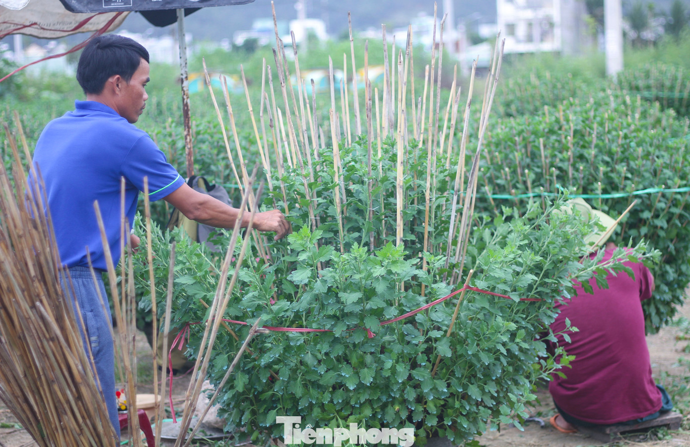 Cắm cọc định hình cho những chậu cúc để phát triển đẹp. (Ảnh: Trương Định)