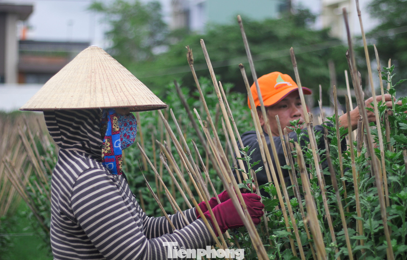 Chủ vườn Nguyễn Văn Vui (39 tuổi, phường Quang Trung, TP. Quy Nhơn) chia sẻ, đã 7 năm trồng hoa Tết, công việc cũng khá bấp bênh. Năm trước trời mưa gió, vườn cúc gia đình anh ngã đổ, thiệt hại lớn. Gia đình trồng loại cúc đại đóa, giá bán ra thị trường dự kiến 4-5 triệu đồng/chậu, nên vợ chồng anh hi vọng thời tiết ổn định để năm nay có cái Tết đủ đầy. (Ảnh: Trương Định)