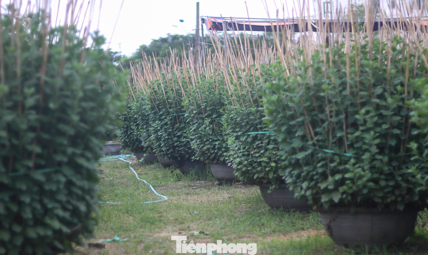 Chủ vườn Ngô Thiện (38 tuổi, phường Đống Đa, TP. Quy Nhơn) cho biết, năm nay, vườn nhà anh dự kiến sẽ cho ra thị trường Tết khoảng 800 chậu hoa cúc. Hiện, gia đình anh đang tích cực chăm sóc để kịp xuất bán. (Ảnh: Trương Định)