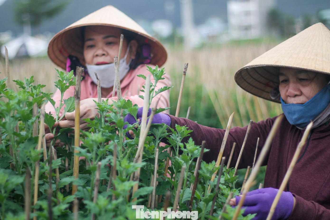 Ngoài các lao động trong nhà, các chủ vườn còn thuê thêm người làm để kịp chăm sóc, để có hoa kịp xuất bán Tết. (Ảnh: Trương Định)