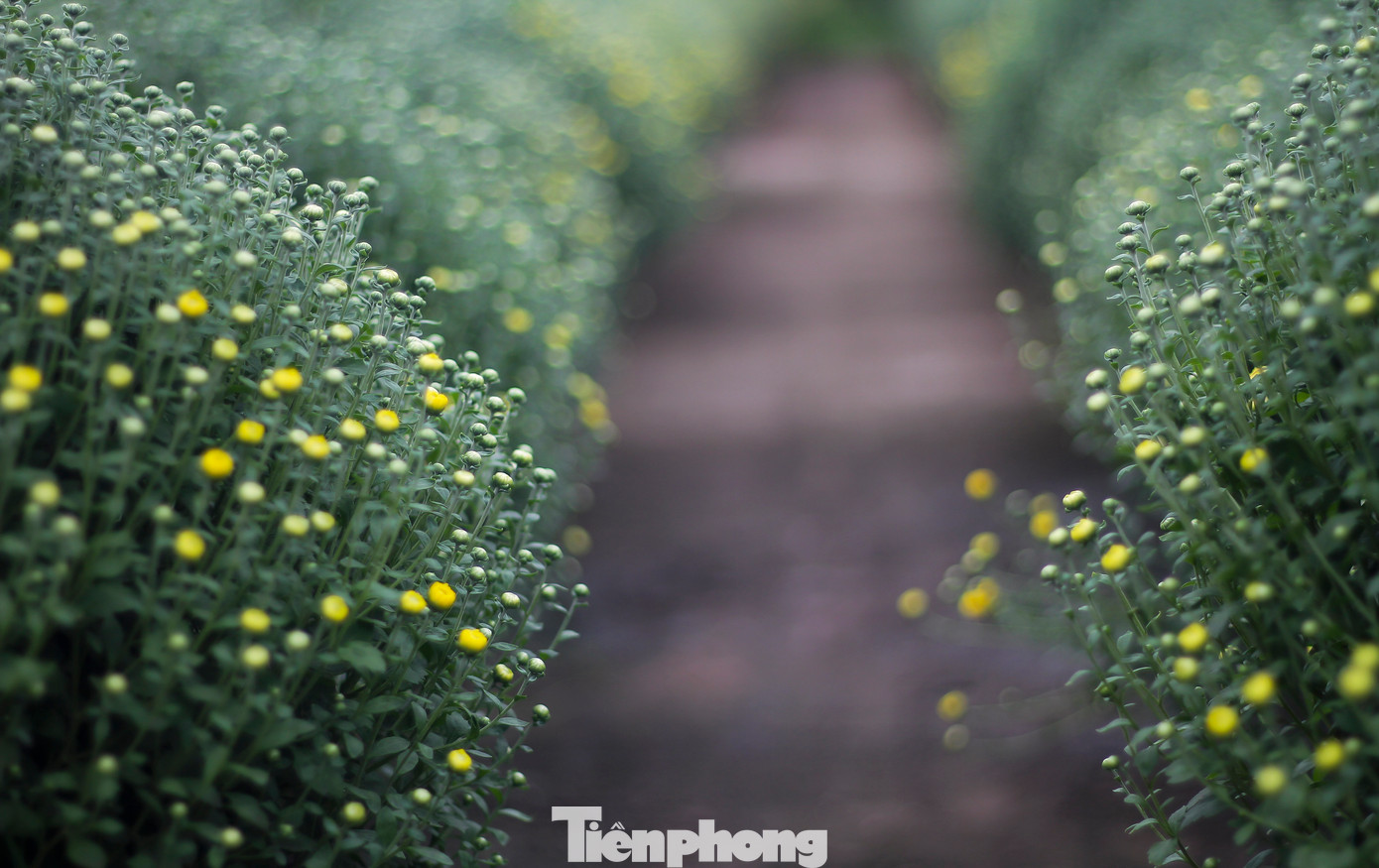Những chậu cúc mâm xôi bắt đầu chớm nụ, chờ ngày tung ra thị trường hoa Tết. (Ảnh: Trương Định)