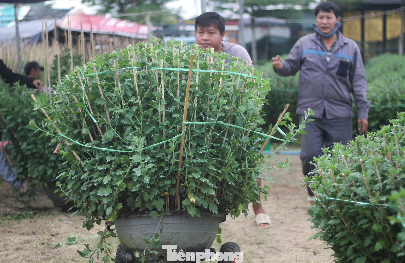 Theo các nhà vườn, từ lúc xuống giống đến khi có một chậu hoa thành phẩm phải mất 5-6 tháng chăm sóc. Thời điểm này được xem giai đoạn quyết định nên hầu hết các chủ vườn đều bận rộn, ngoài các lao động trong nhà, các chủ vườn cũng thuê thêm người làm để kịp chăm sóc, để có hoa kịp xuất bán Tết. (Ảnh: Trương Định)
