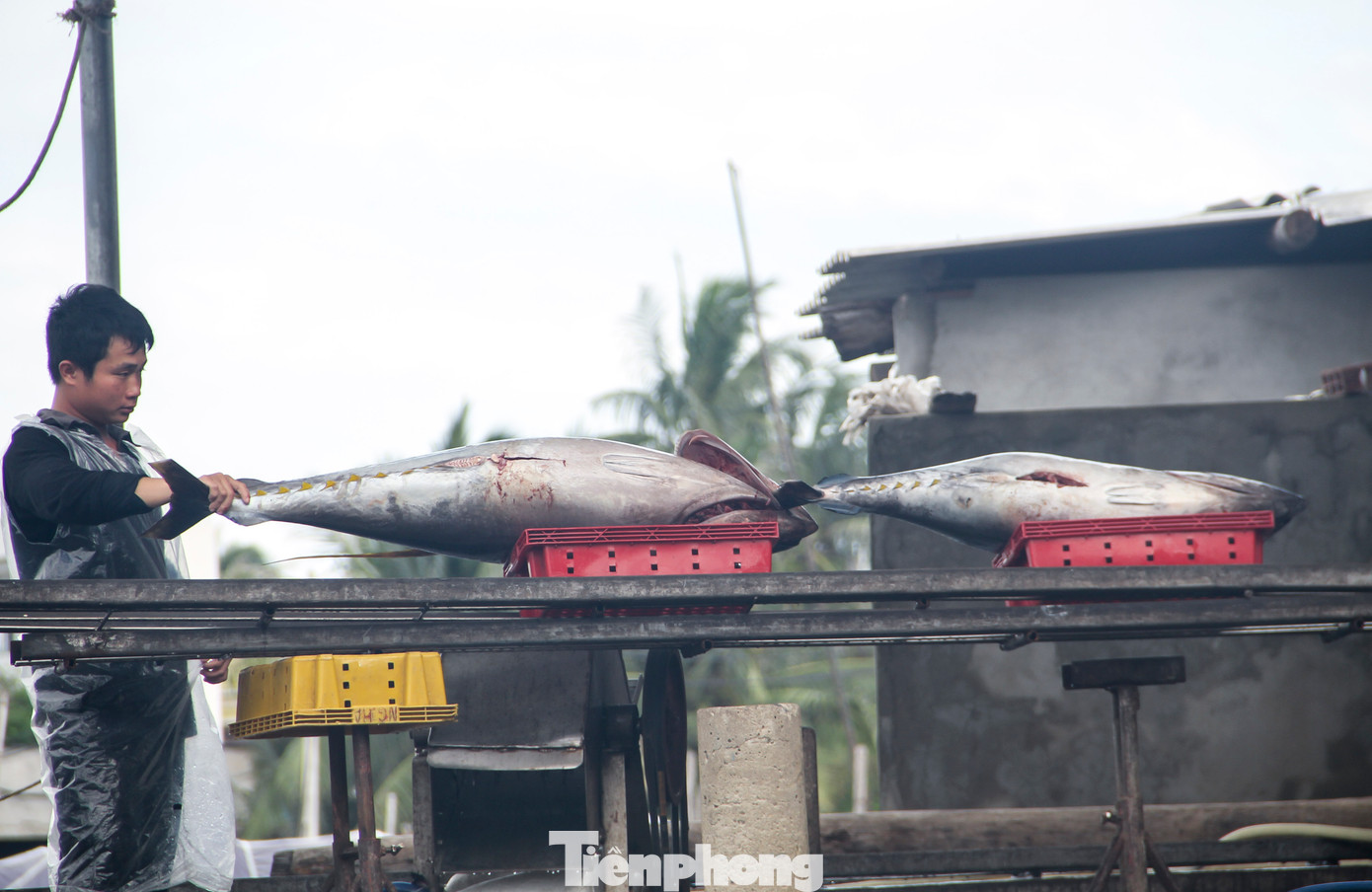 Bình Định là một trong những địa phương có truyền thống khai thác hải sản khá lâu đời. Ảnh: Trương Định