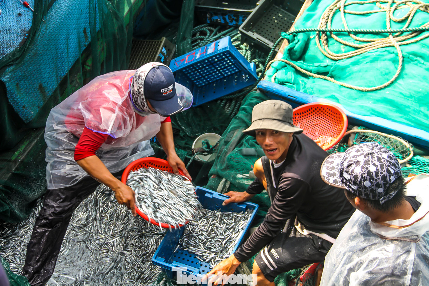 Ngư dân trúng đậm cá cơm.