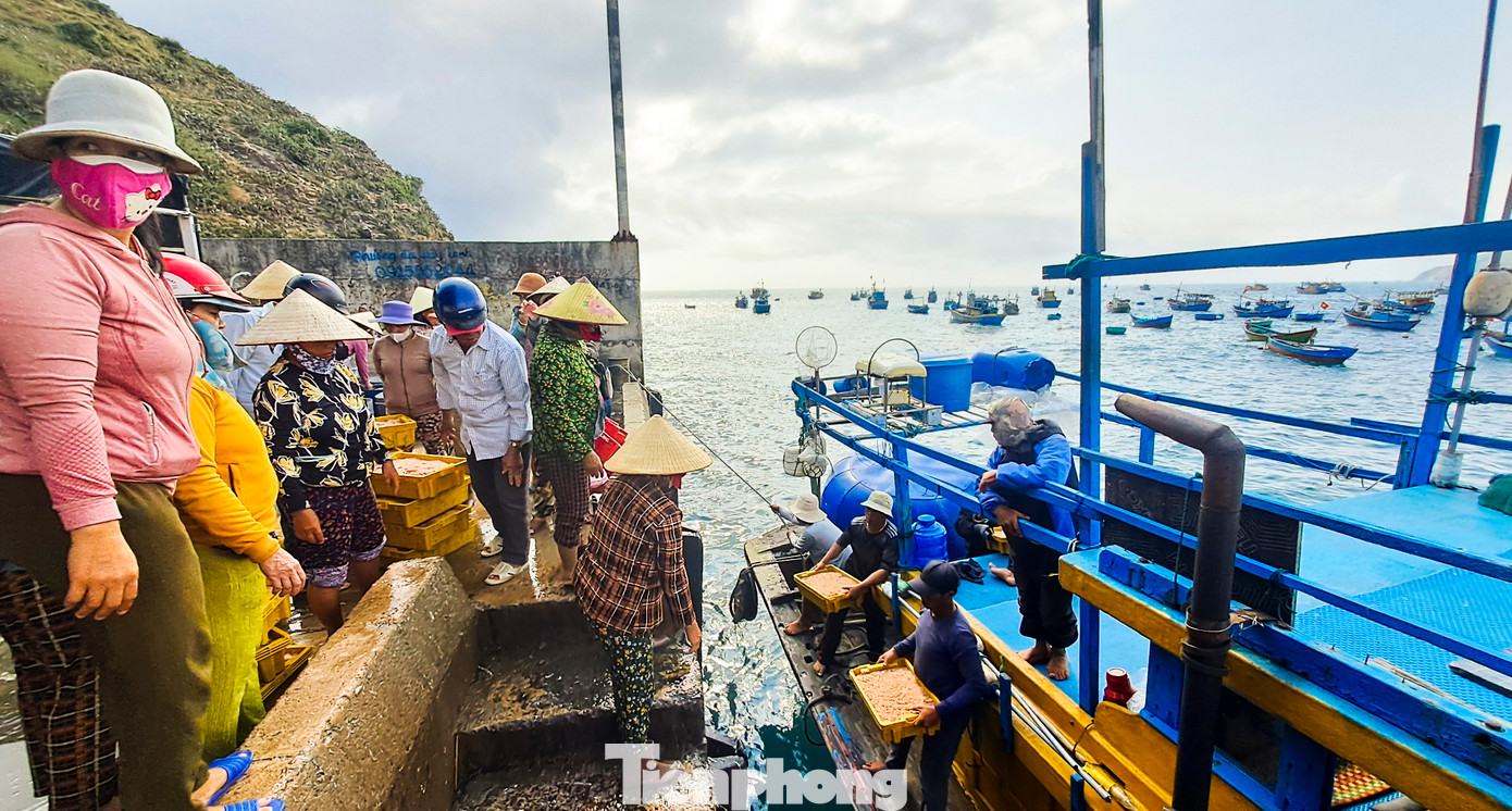 Ghe thuyền của ngư dân xã Nhơn Lý (TP. Quy Nhơn, Bình Định) cập bến cùng những két ruốc tươi rói.