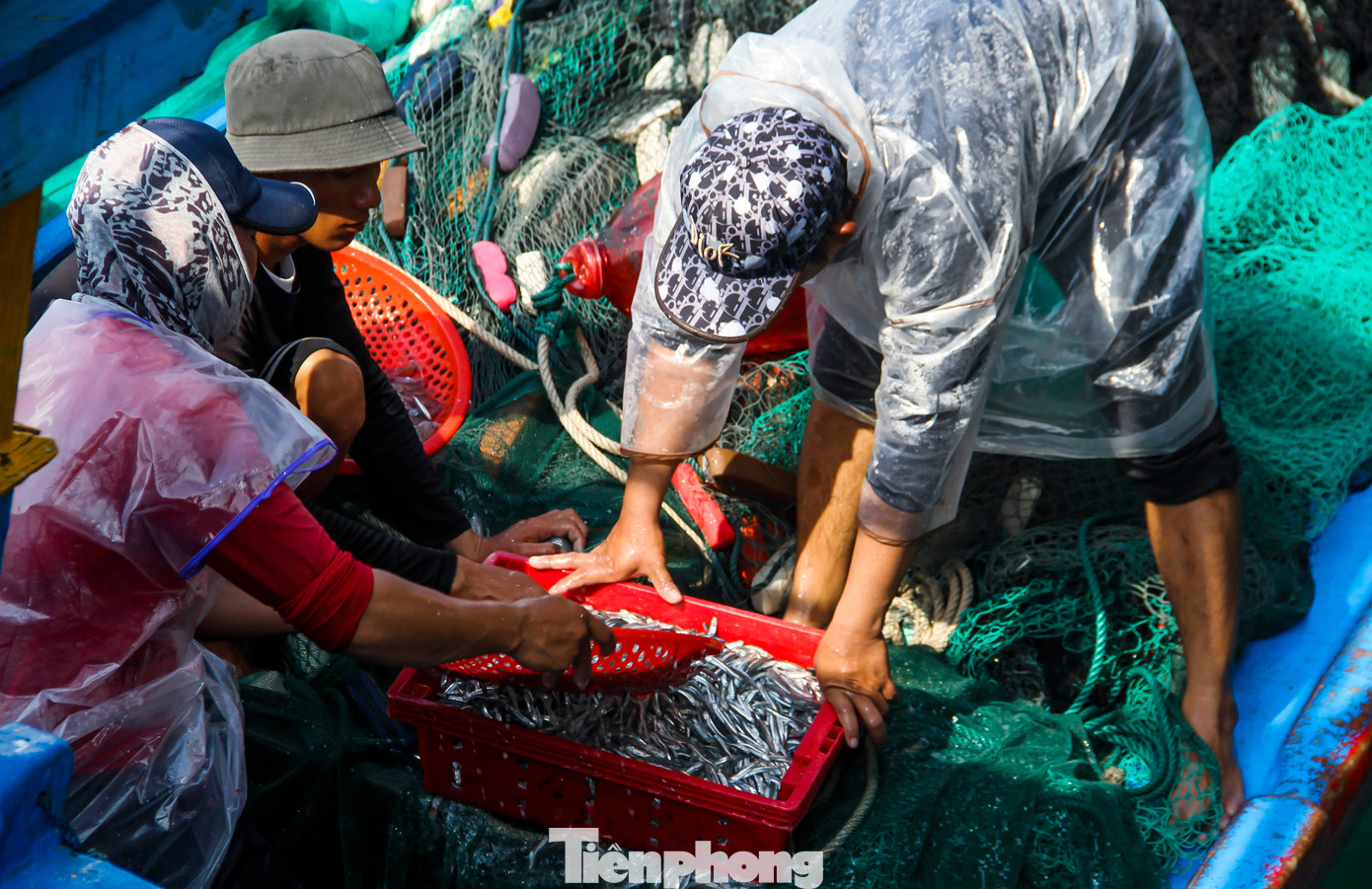 Những két cá cơm tươi rói, cùng niềm vui trúng "lộc biển" đầu năm của ngư dân Bình Định.