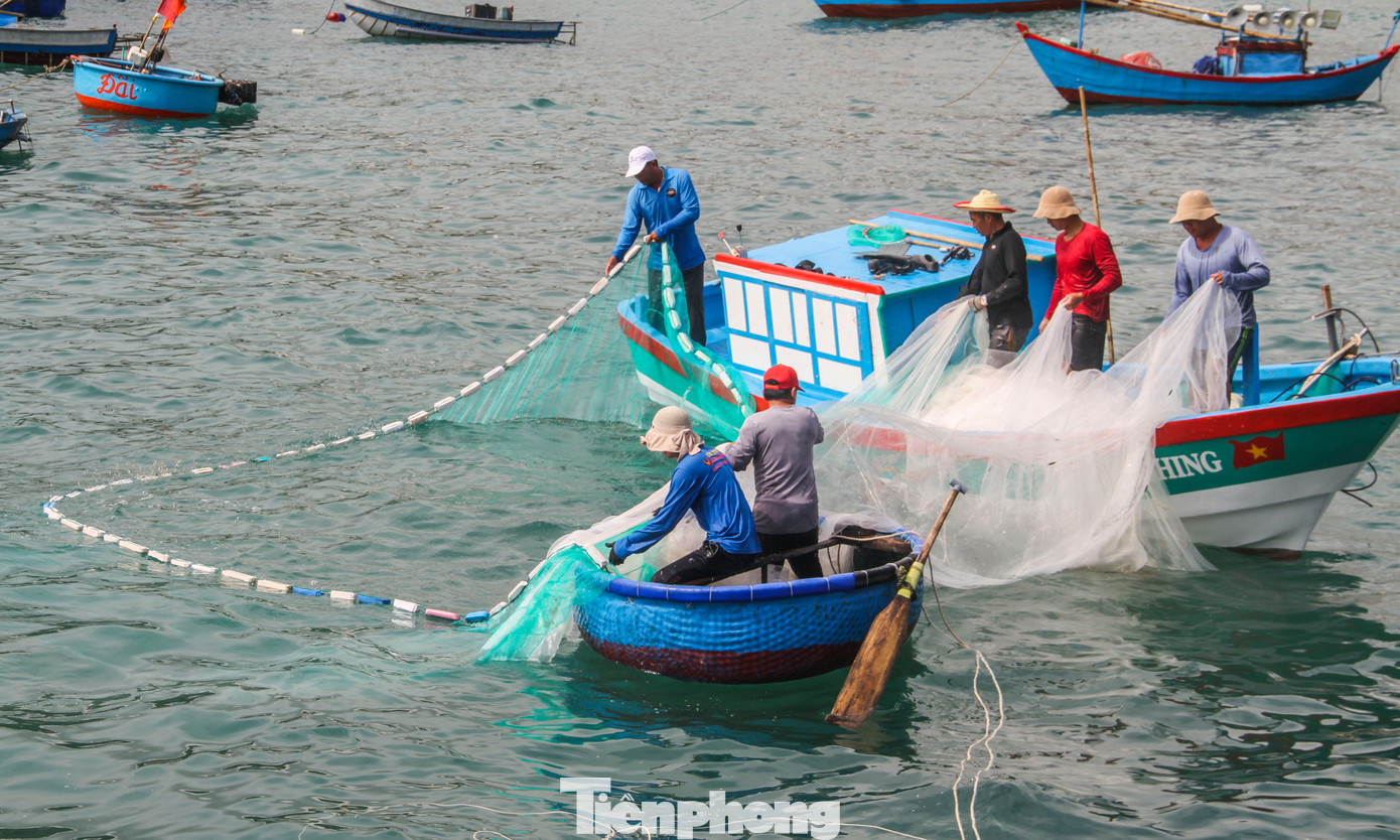 Ngư dân thả lưới, vây bắt ruốc ngay trước khu vực bến cá xã Nhơn Lý.