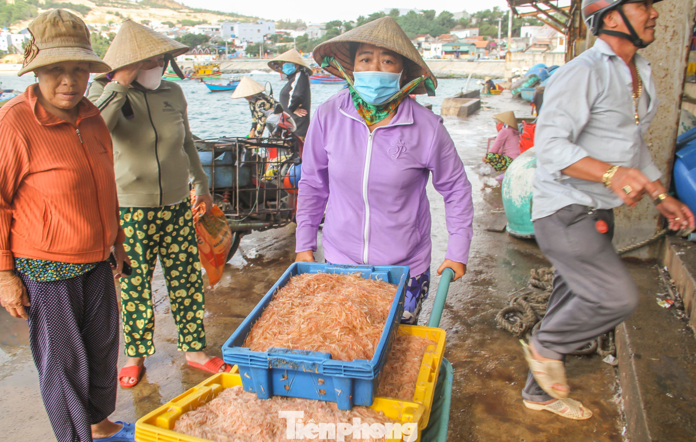 Trao đổi với Tiền Phong, ông Nguyễn Thành Danh - Phó Chủ tịch UBND xã Nhơn Lý (TP. Quy Nhơn) - cho biết sau lễ hội cầu ngư vào mùng 10 Tết, đến nay ghe thuyền đánh bắt nhộn nhịp và trúng đậm lộc biển đầu năm. Theo ông Danh, mọi năm, vào dịp đầu năm mới ngư dân của xã cũng đều trúng lộc biển. Do năm nay thời tiết thuận lợi, nắng ấm nên ngư dân cũng được lộc nhiều hơn, chủ yếu là ruốc.