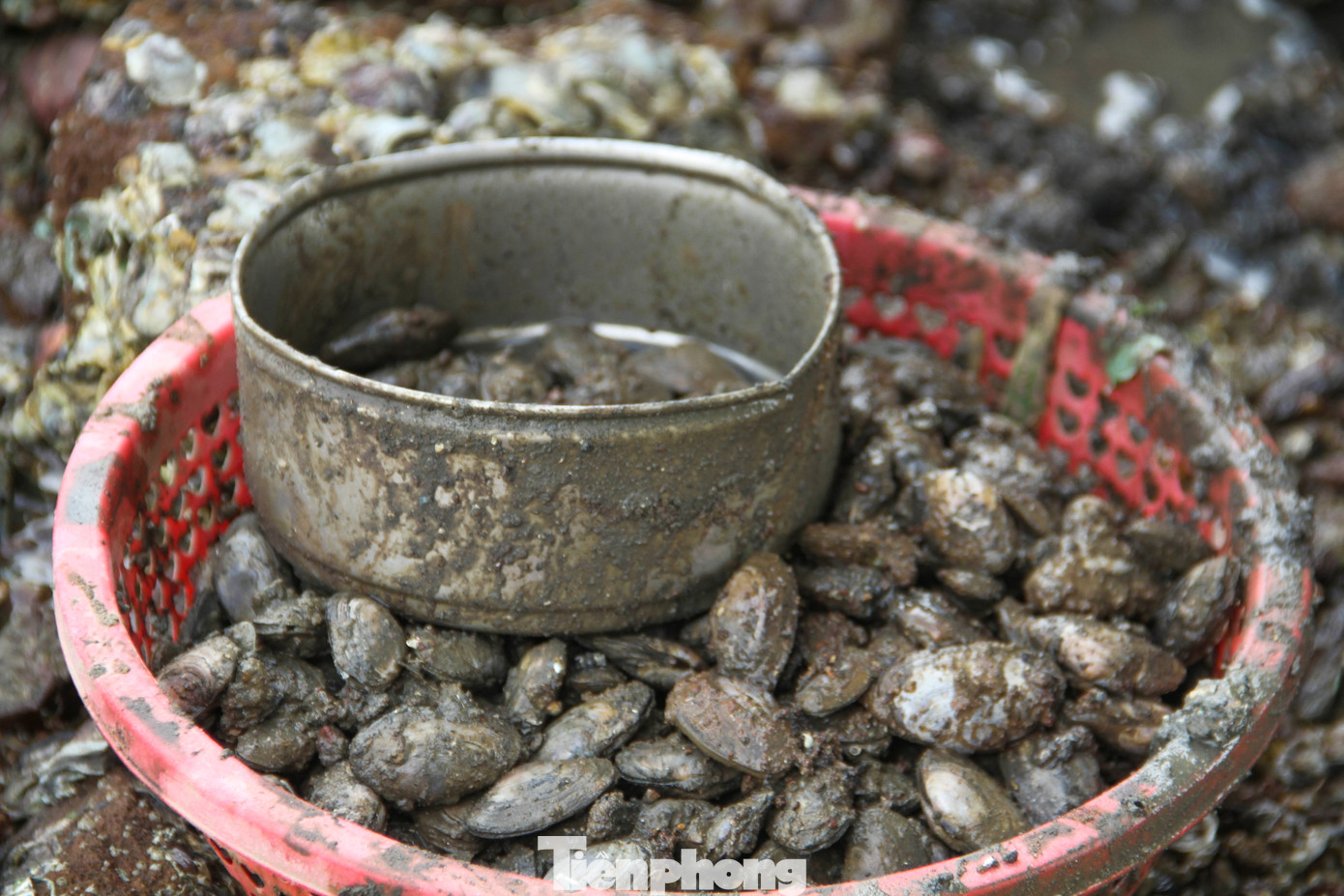 Những con phễnh được người dân đào được. Bà Phượng (67 tuổi, phường Đống Đa, thành phố Quy Nhơn cho hay, tranh thủ thủy triều rút ra đào phễnh về ăn, tuy nhiên nếu được nhiều thì cũng đem bán kiếm thêm tiền lo sắm Tết. (Ảnh: Trương Định)