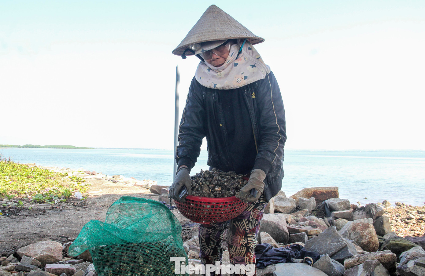 Người dân đổ những con hàu sau khi đục được vào bao để mang về. (Ảnh: Trương Định)