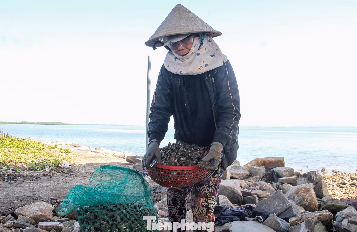 Người dân đổ những con hàu sau khi đục được vào bao để mang về. (Ảnh: Trương Định)