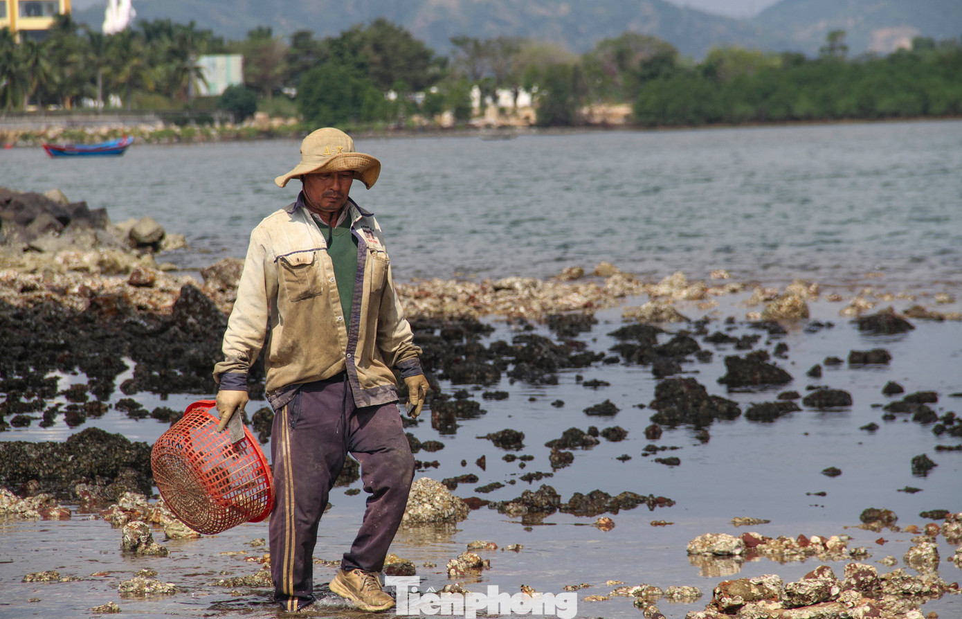 Dụng cụ để đục hàu cũng rất đơn giản, thường thì dùng 1 chiếc dùi bằng sắt hoặc chọn 2 thanh sắt để đục vào những mỏm đá có những con hàu bám chi chít để tách ra lấy. (Ảnh: Trương Định)