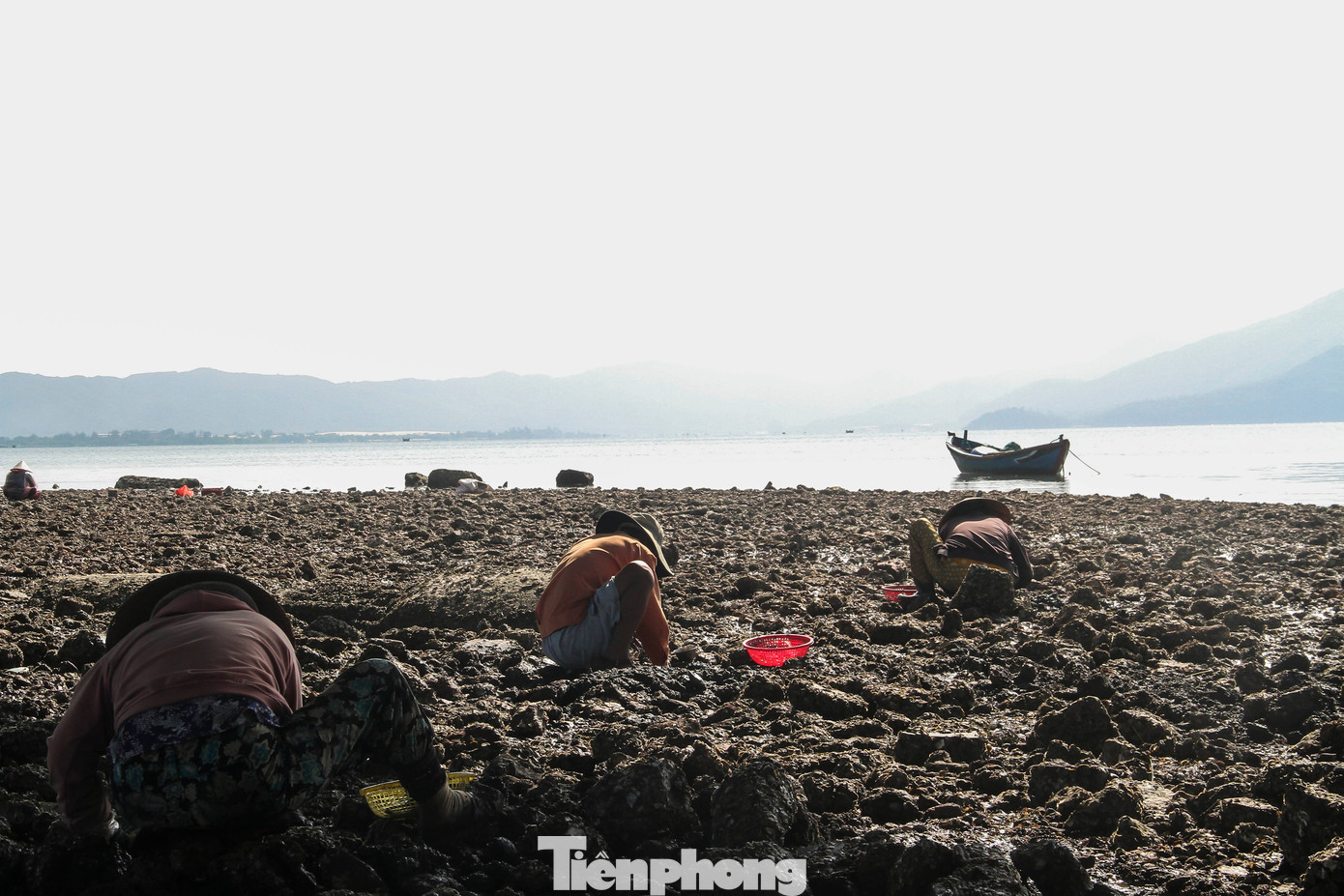 Khi thủy triều xuống, khu vực ven đầm Thị Nại ở thành phố Quy Nhơn lộ ra những bãi bùn sình lầy, đó cũng là thời điểm nhiều người dân đi đục hàu, đào phễnh. Theo người dân, nghề này làm ăn theo con nước, bất kể ngày hay đêm cứ nước rút xuống là đi. Thường theo chu kỳ, từ 23 giờ đến 1 giờ hôm sau thì nước rút. (Ảnh: Trương Định)