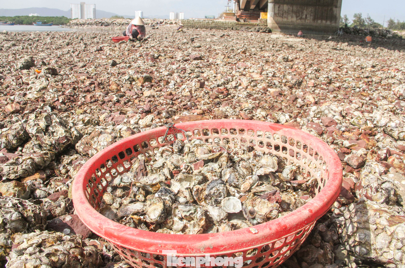 Bà Loan cho hay, tùy theo ngày, nếu đến sớm thì đục được nhiều hàu, còn muộn thì ít hơn. Sáng nay bà cùng một số người thân đục được hơn 50kg. Số hàu này được thương lái thu mua với giá 3 ngàn đồng/kg, để họ mang vào thị xã Sông Cầu (Phú yên) bán cho những người nuôi tôm hùm để làm thức ăn cho tôm. (Ảnh: Trương Định)