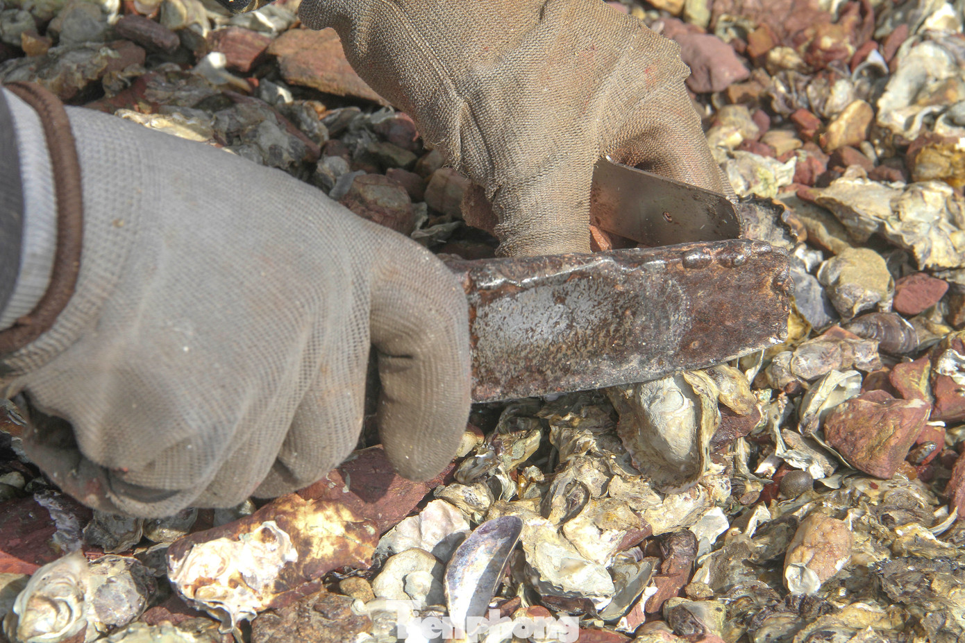 "Cóc, cóc, cóc" là những âm thanh vang lên quen thuộc dưới chân cầu Thị Nại mỗi buổi sáng sớm, trong cuộc mưu sinh đầy nhọc nhằn của người dân. (Ảnh: Trương Định)