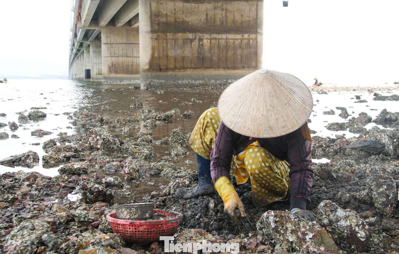 Những phụ nữ đều trên 50-60 tuổi, người lem luốc bùn sau nhiều giờ chà lết ở ven đầm Thị Nại, đục từng con hàu, đào từng con phễnh. Công việc khá vất vả nhưng thu nhập chỉ 100 - 150 nghìn đồng mỗi ngày. (Ảnh: Trương Định)