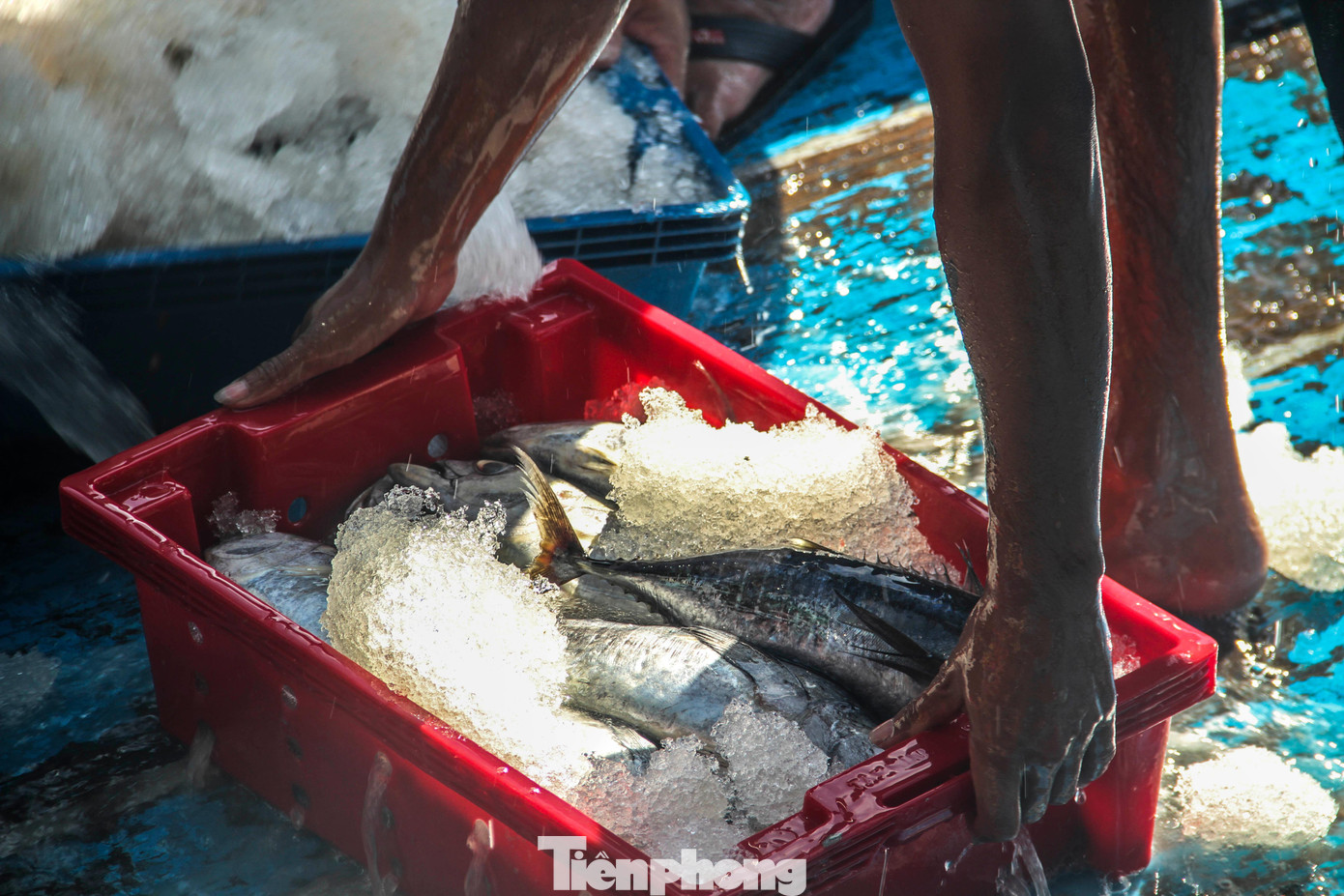 Ngư dân trúng lớn mẻ cá ngừ sọc dưa. Ảnh: Trương Định