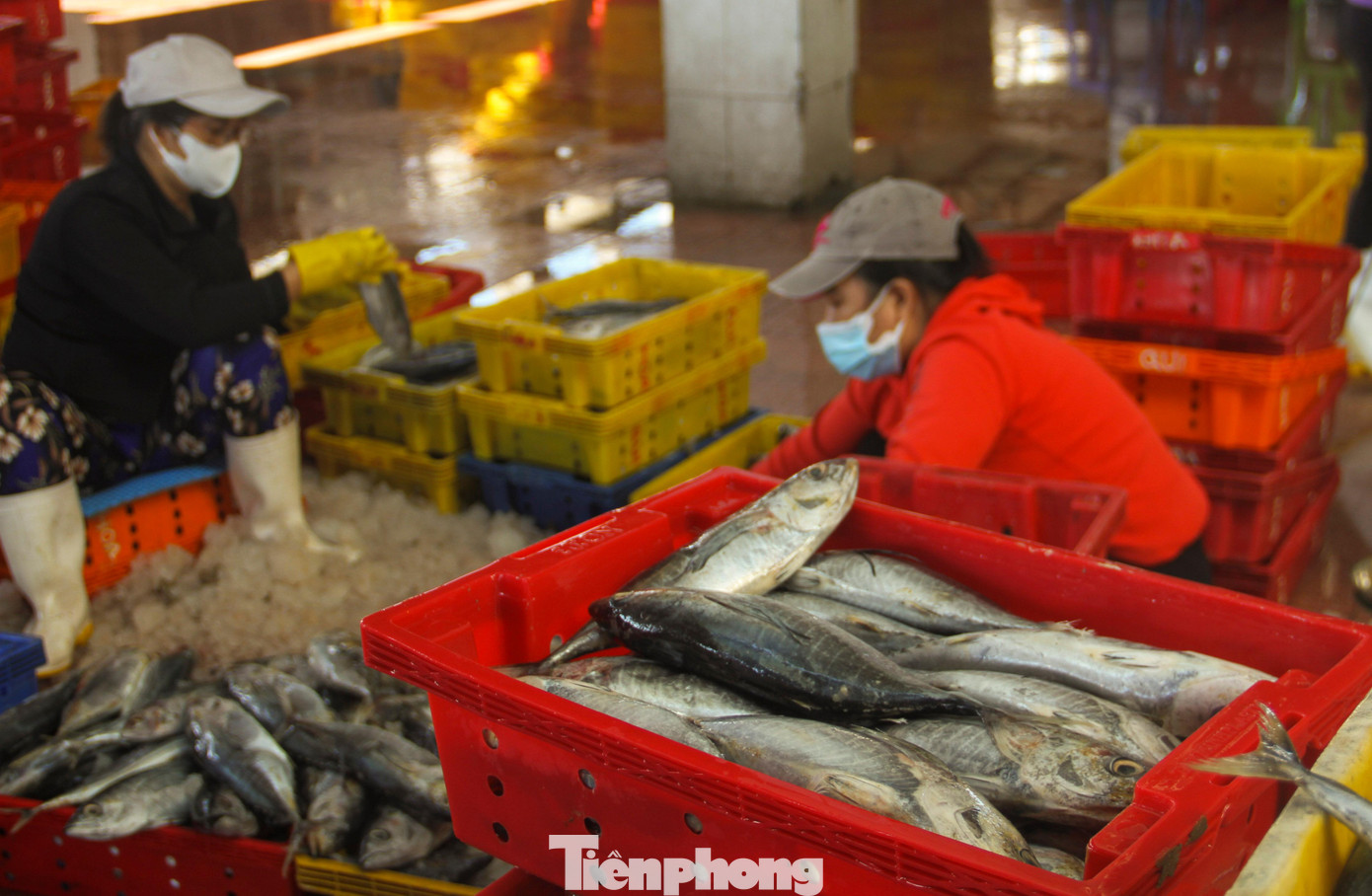 Hoạt động mua bán cá tại cảng cá Quy Nhơn. Ảnh: Trương Định