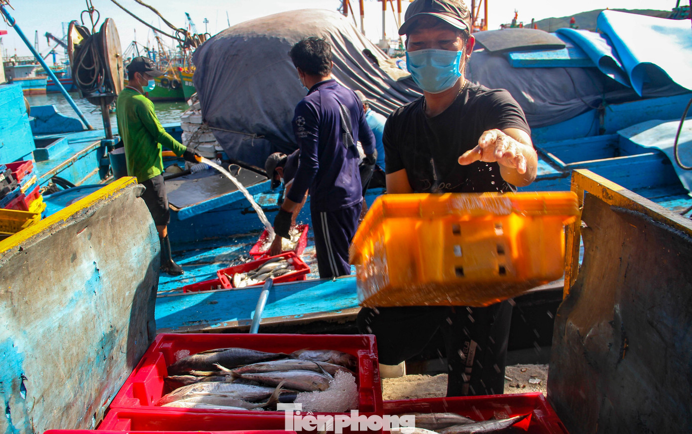 Ghi nhận tại cảng cá Quy Nhơn, ngay từ sáng sớm tàu thuyền cập cảng với mẻ cá ngừ sọc dưa đầy khoan. Với giá thu mua cá ngừ sọc dưa hiện nay từ 18-20 ngàn đồng/kg, nhiều tàu thuyền thu về gần 600 triệu đồng. Tuy nhiên, đây là mức giá thấp hơn nhiều so với thời điểm trước dịch bệnh. Ảnh: Trương Định