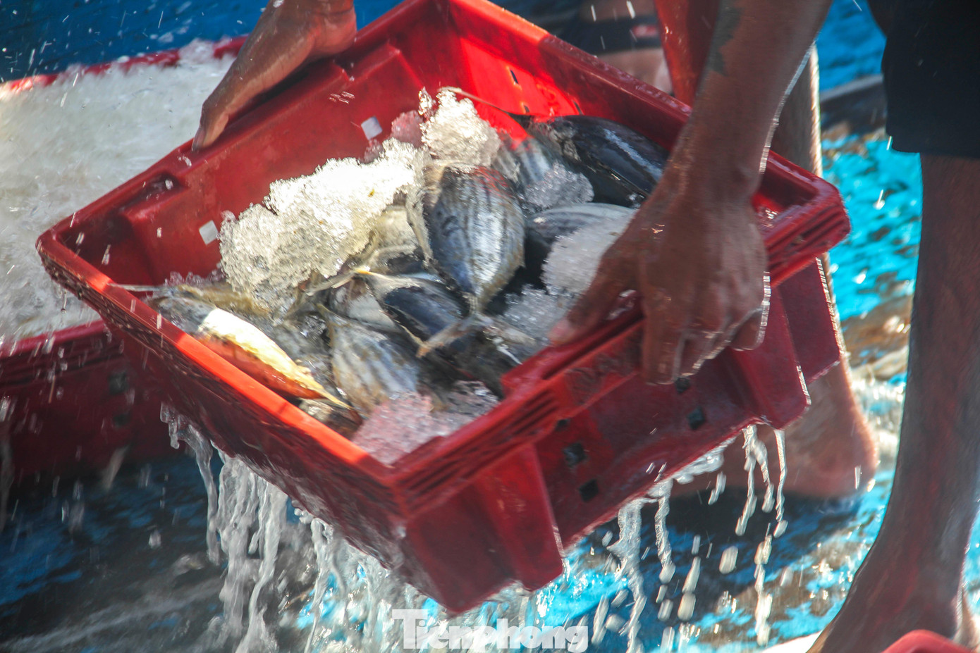 “Mấy năm trước, với số lượng cá này nếu không bị dịch COVID-19 thì bán chia ra mỗi người cũng được chục triệu đồng, nhưng giờ bán chia mỗi người chỉ được phân nửa”, ông Thi nói.