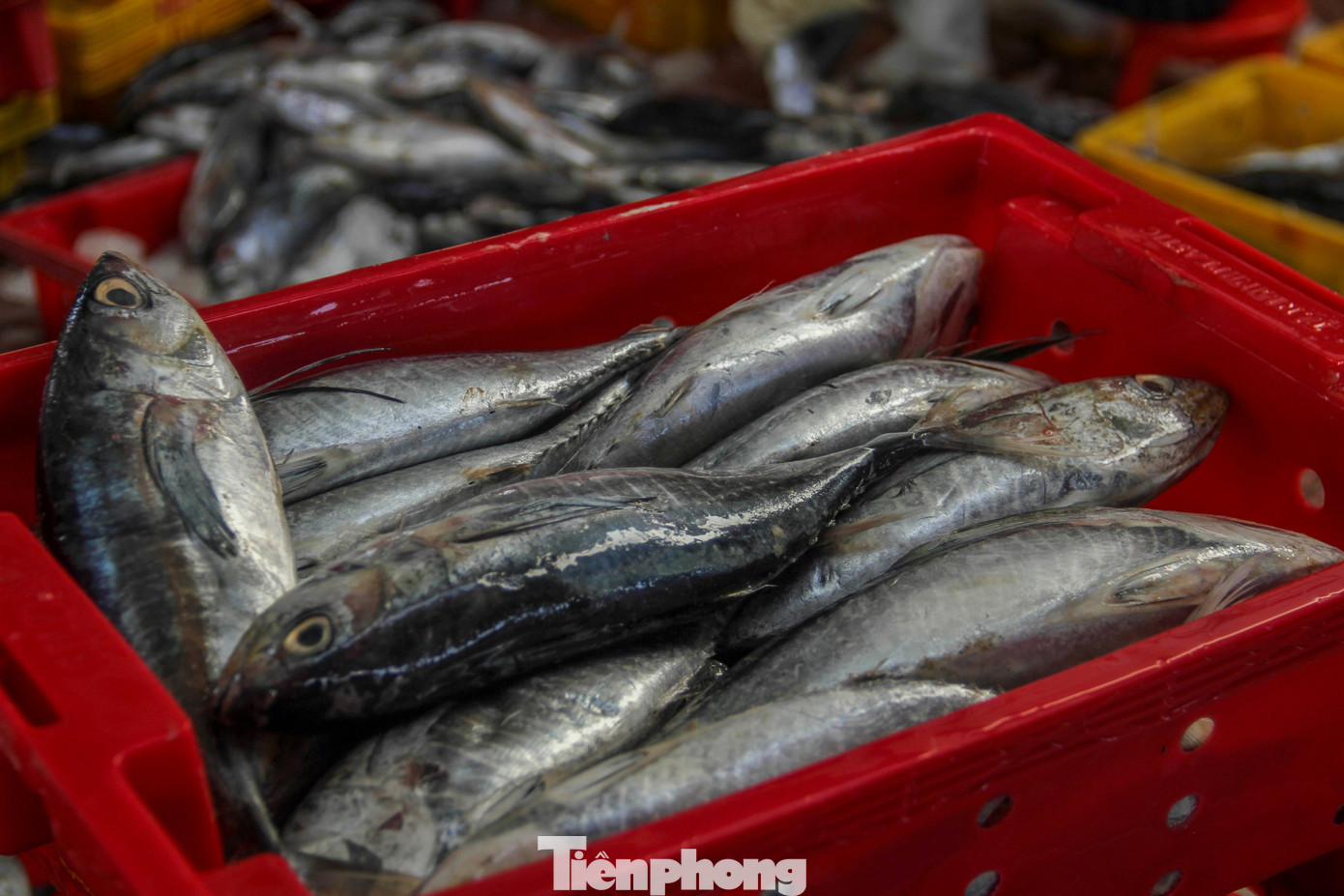 Ông Huỳnh Chánh Thi, chủ tàu cá BĐ 96851 ở thị xã Hoài Nhơn (Bình Định) cho biết, tháng trước và tháng này là bắt đầu vô mùa cá ngừ sọc dưa. Đợt này do thời tiết thuận lợi nên tàu đánh bắt cũng được nhiều, cũng được gần 30 tấn cá. Tuy nhiên, do ảnh hưởng của dịch COVID-19 nên giá bán thấp, tổn phí cao nên thu lãi cũng được ít. Ảnh: Trương Định