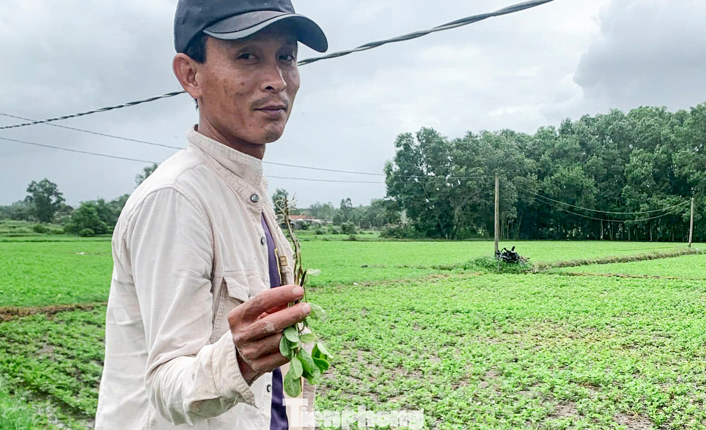 Người dân lo ngại việc ngập úng lâu phần rễ của cây đậu phộng sẽ bị thối, không cho trái. Ảnh: Trương Định Người dân lo ngại việc ngập úng lâu phần rễ của cây đậu phộng sẽ bị thối, không cho trái. Ảnh: Trương Định