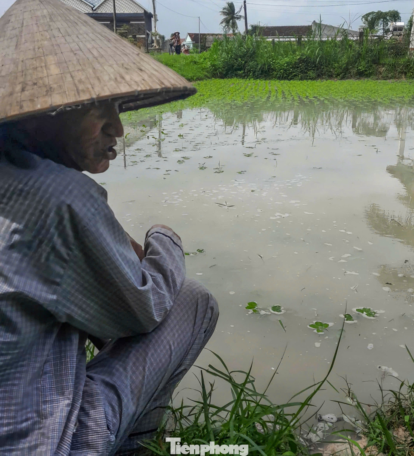 Người dân ở Cát Hiệp bên diện tích đậu phộng bị ngập trong biển nước. Ảnh: Trương Định Người dân ở Cát Hiệp bên diện tích đậu phộng bị ngập trong biển nước. Ảnh: Trương Định