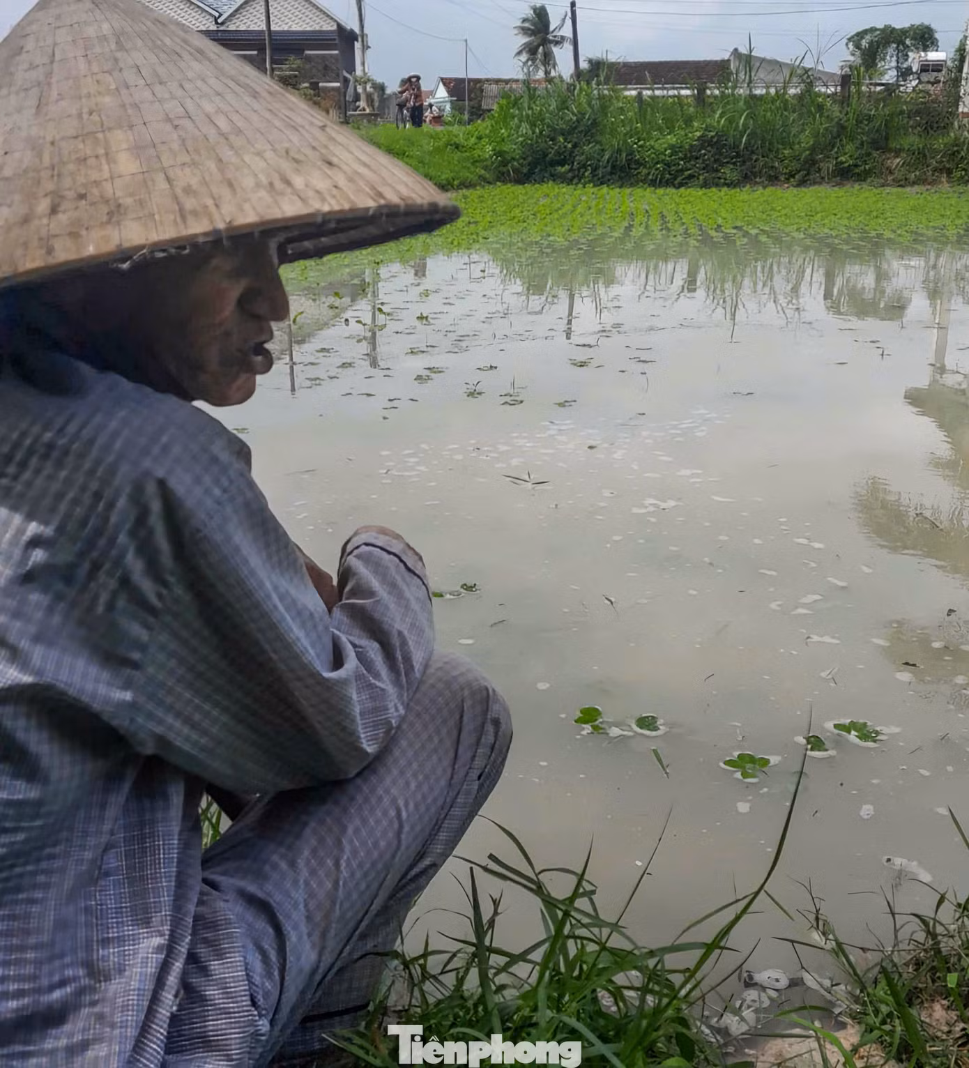 Người dân ở Cát Hiệp bên diện tích đậu phộng bị ngập trong biển nước. Ảnh: Trương Định Người dân ở Cát Hiệp bên diện tích đậu phộng bị ngập trong biển nước. Ảnh: Trương Định
