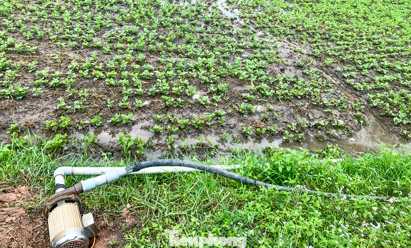 Người dân ở xã Bình Thuận đặt máy bơm để bơm nước ra ngoài để cứu cây đậu phộng. Ảnh: Trương Định Người dân ở xã Bình Thuận đặt máy bơm để bơm nước ra ngoài để cứu cây đậu phộng. Ảnh: Trương Định