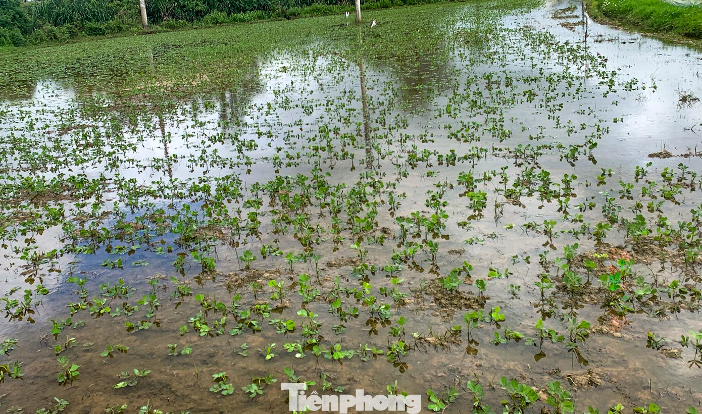 Cây đậu phộng bị ngâm trong nước. Ảnh: Trương Định Cây đậu phộng bị ngâm trong nước. Ảnh: Trương Định