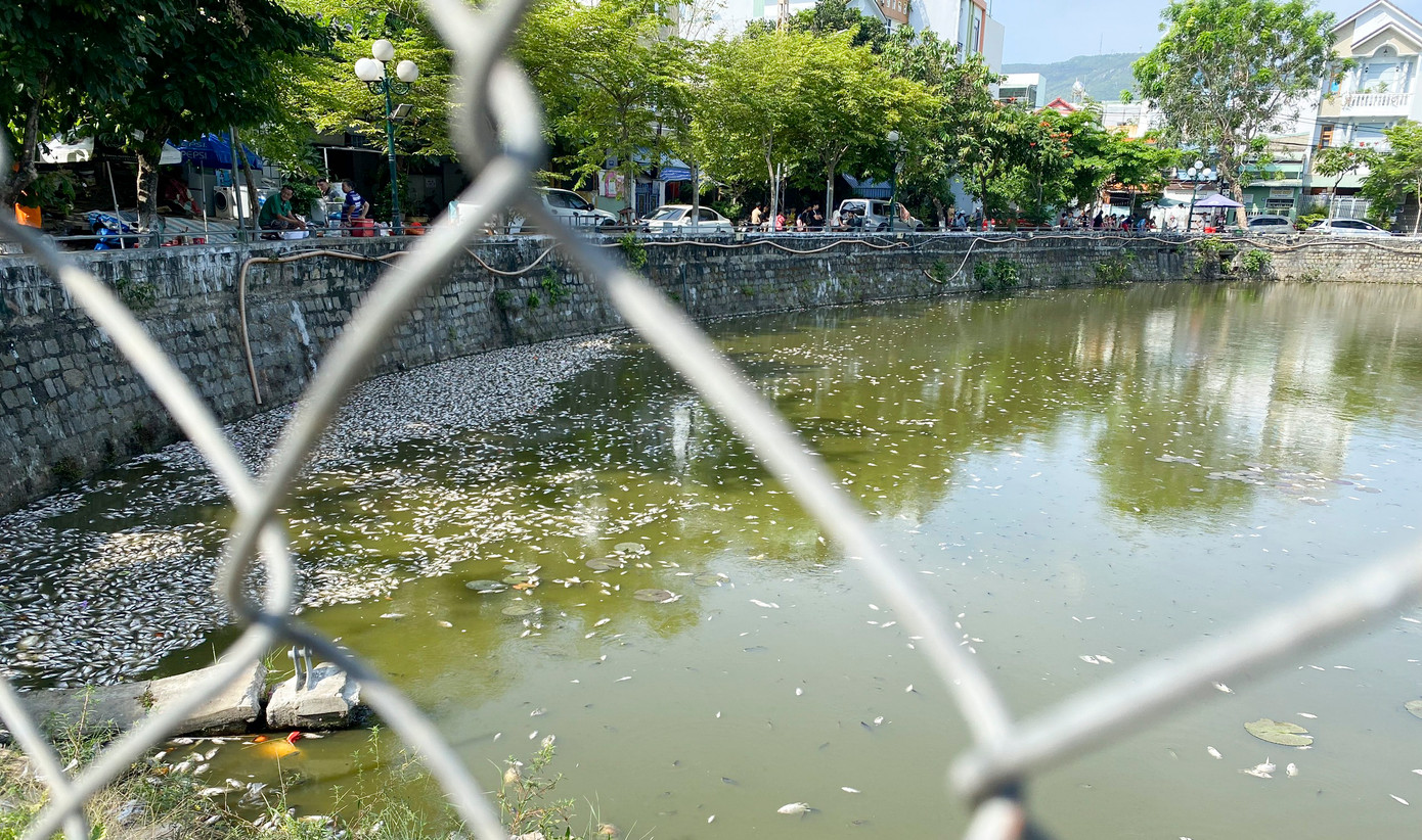 Cá chết dạt vào ven bờ hồ.