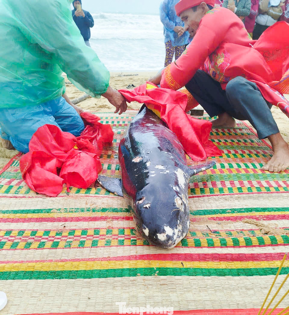 Người dân tổ chức chôn cất cá voi theo phong tục truyền thống. Ảnh: B.V.Đ Người dân tổ chức chôn cất cá voi theo phong tục truyền thống. Ảnh: B.V.Đ