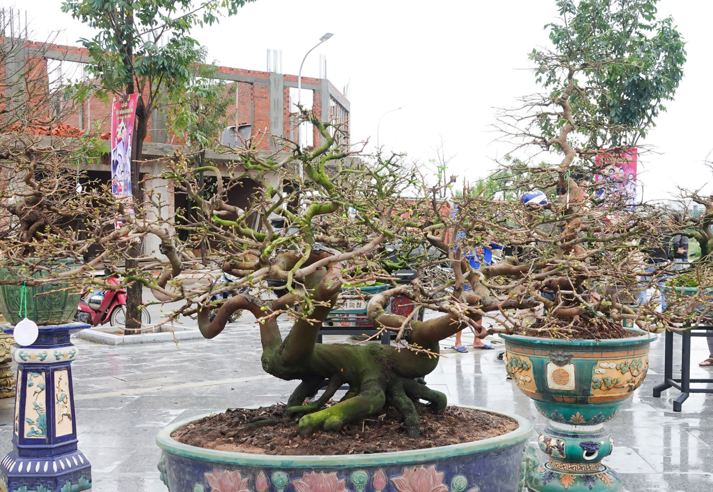 Ông Lê Thanh Tùng - Chủ tịch UBND TX An Nhơn cho biết, lễ hội mai vàng An Nhơn lần thứ I, năm 2023 là sự kiện lớn để tôn vinh những người trồng mai ở các làng nghề mai cảnh các xã, phường của địa phương, biểu dương những thành quả lao động nghệ thuật mai cảnh của những nghệ nhân từ các nhà vườn, khẳng định giá trị thương hiệu Mai vàng An Nhơn. Đây cũng là dịp để quảng bá thương hiệu mai của TX An Nhơn, tạo đầu ra cũng như hỗ trợ việc mở rộng thị trường...