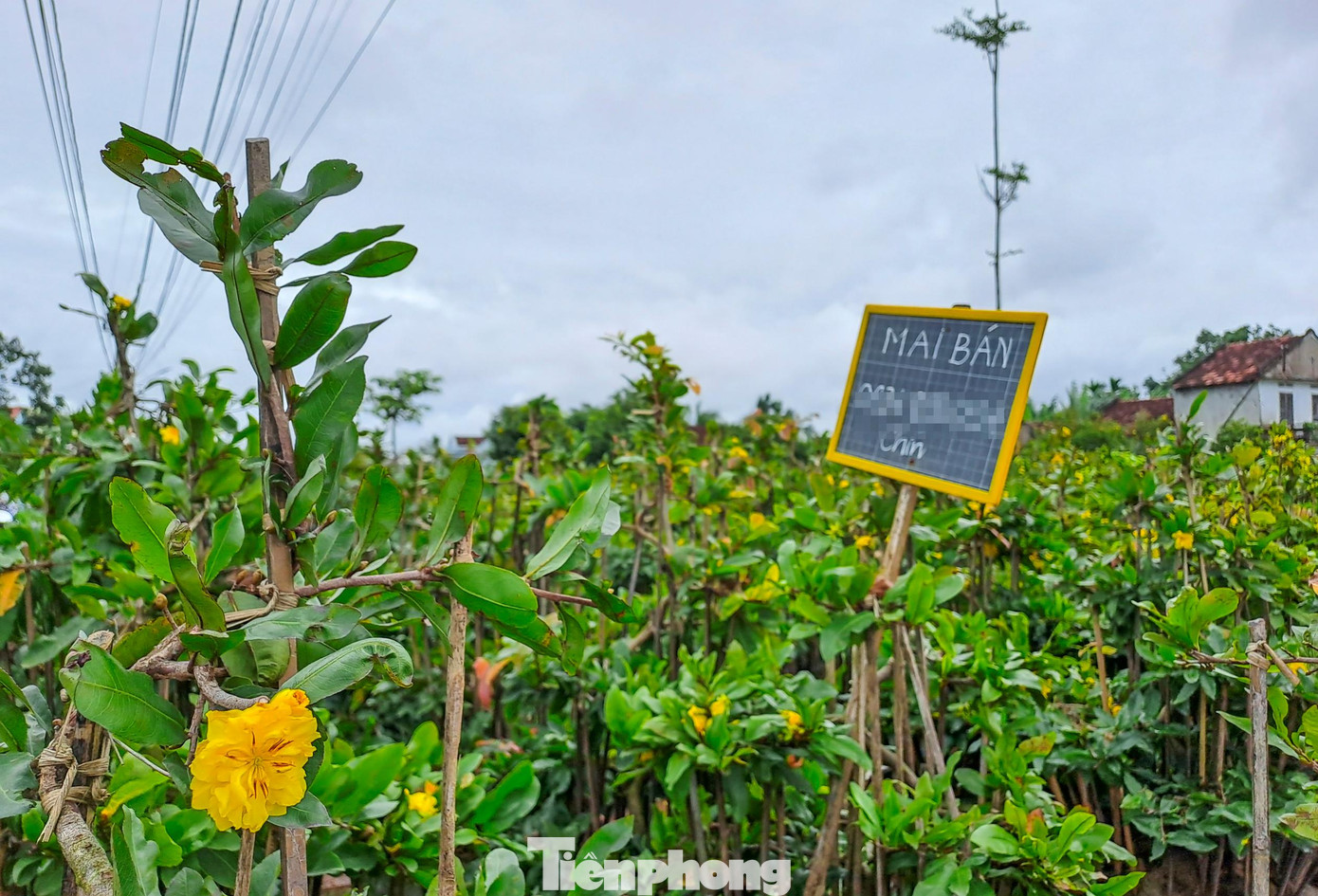 Theo người dân, thời điểm hiện tại khách đến vườn xem mai cũng ít hơn mọi năm. Tình trạng mai nở sớm có khả năng gây ra thất thu lớn trong năm nay. Ảnh: Trương Định