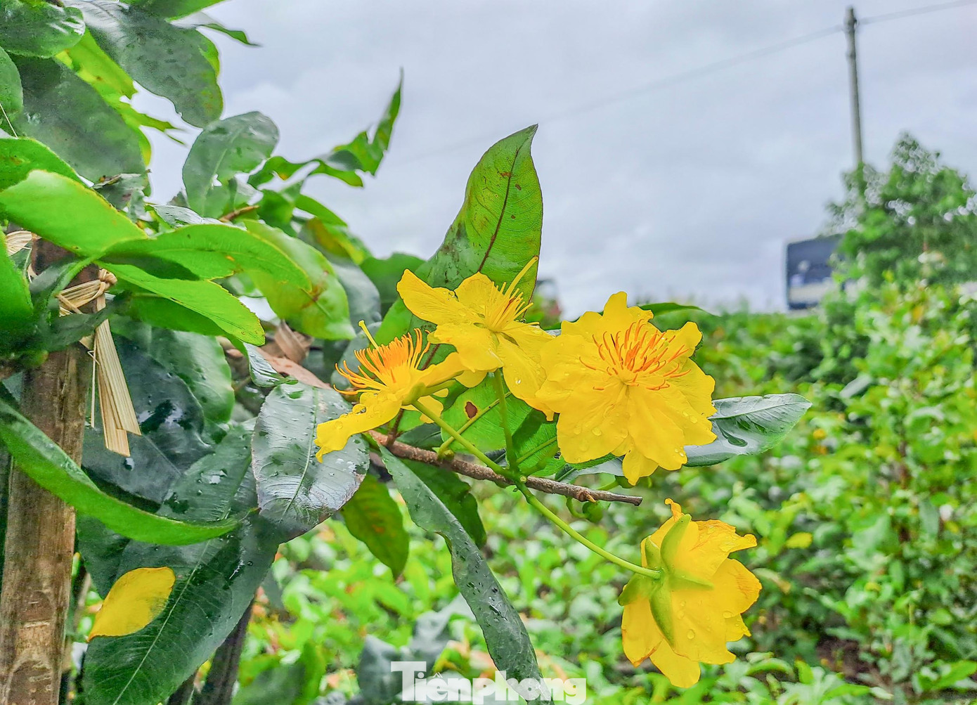 Thị xã An Nhơn (Bình Định) nơi được mệnh danh là thủ phủ mai vàng của miền Trung. Cây mai mang lại kinh tế rất lớn cho người dân. Nghề trồng và chăm sóc mai giải quyết việc làm hàng ngàn lao động tại địa phương. Ảnh: Trương Định