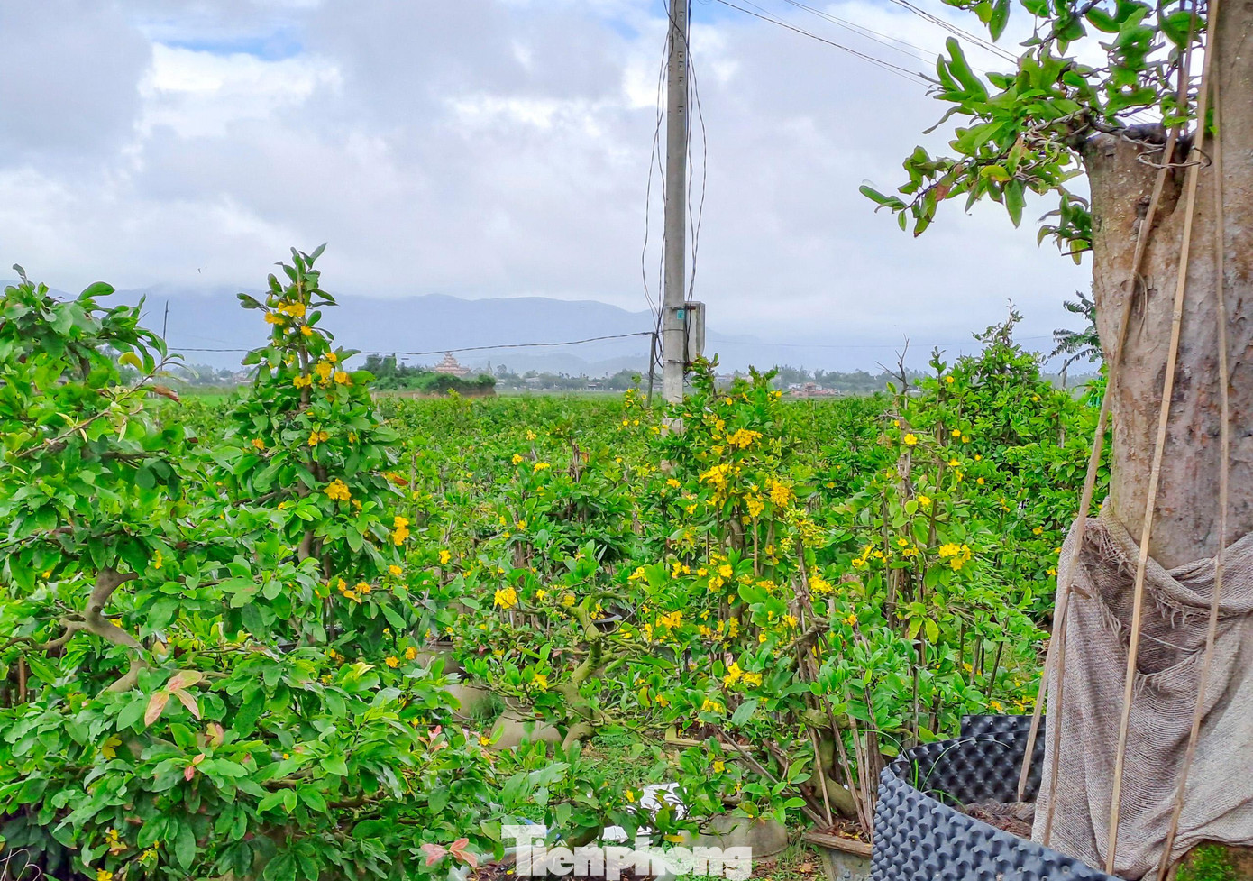 Tại vườn mai của ông Lê Ngọc Lan (47 tuổi, thôn Trung Định, xã Nhơn An), hiện có nhiều chậu mai bắt đầu bung nở. Ông cũng cho biết, chưa có năm nào xảy ra tình trạng này. Ảnh: Trương Định