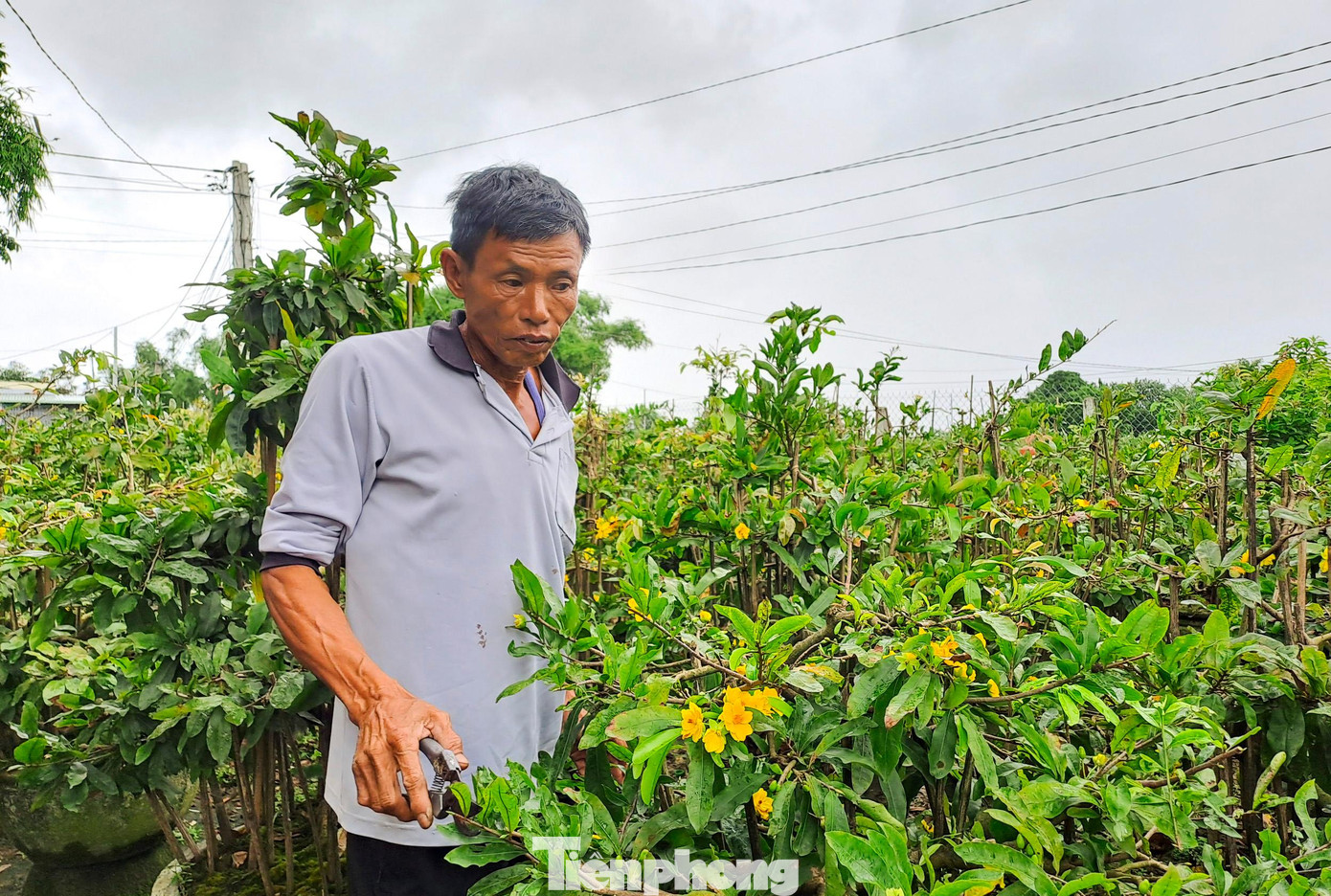 Ông Đặng Văn Đi (62 tuổi, thôn Háo Đức, xã Nhơn An, thị xã An Nhơn) cho hay, gia đình ông trồng mai đã hơn 40 năm, nhưng chưa bao giờ gặp tình trạng này. "Mấy năm trước, cũng có trường hợp sau khi lặt lá xong gặp nắng lên khiến hoa bung nở nên Tết mới khan hiếm hoa. Còn đây chưa lặt lá mà hoa đã bung nở rồi“, ông Đi nói. Ảnh: Trương Định