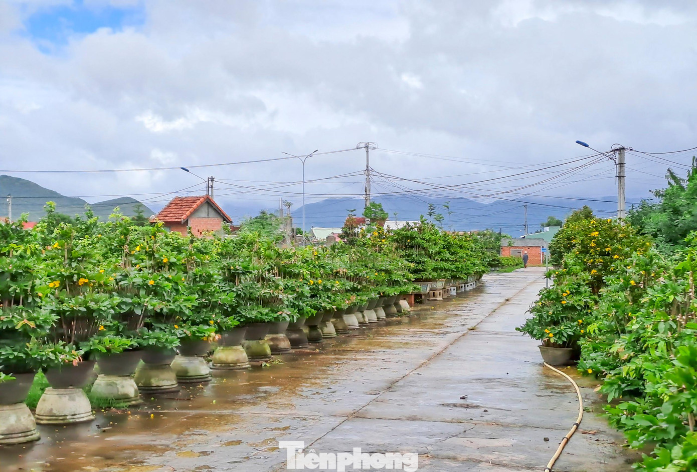 Nhà vườn “thủ phủ” mai vàng miền Trung, thấp thỏm vì mai bung nở sớm. Ảnh: Trương Định